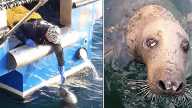 Photo of La lunga amicizia tra un pescatore ed una foca cieca, dopo 10 anni lo segue ancora nelle sue uscite in mare