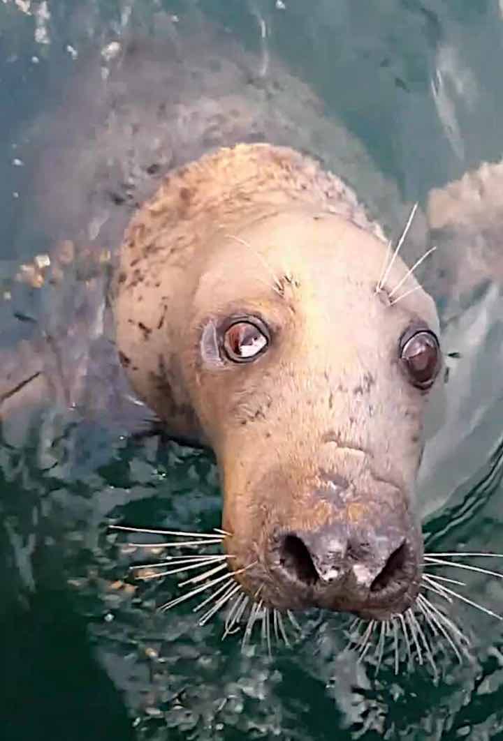 l'amicizia pescatore foca cieca