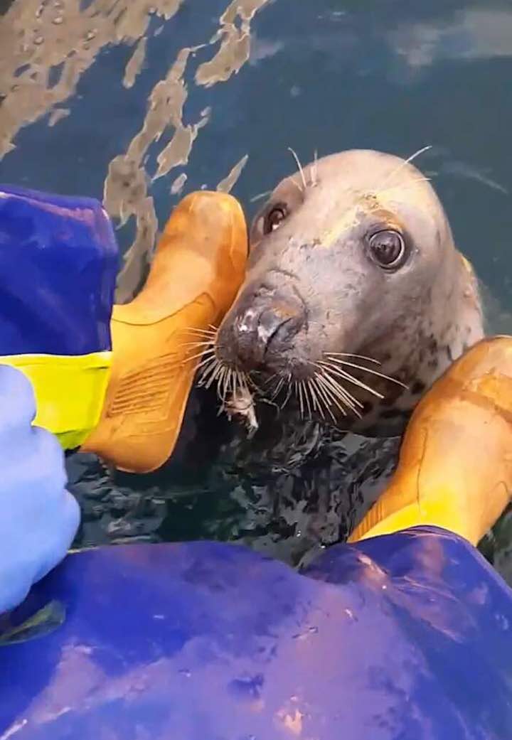 l'amicizia tra pescatore e foca cieca