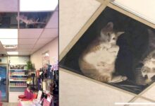 Photo of Il proprietario di un negozio installa un pannello a vetri nel soffitto, ora i suoi gatti continuano a fissarlo tutto il giorno