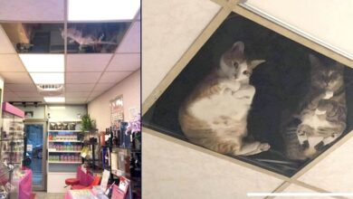 Photo of Il proprietario di un negozio installa un pannello a vetri nel soffitto, ora i suoi gatti continuano a fissarlo tutto il giorno