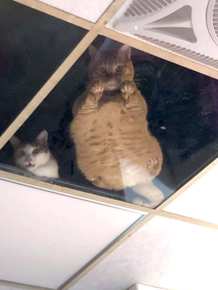pannello vetri nel soffitto per i gatti