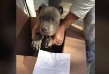 Photo of Un bambino abbandona il suo cane in un rifugio per evitare che suo padre continui a fargli del male