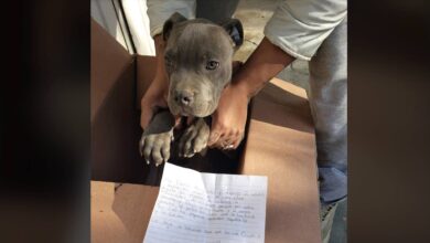 Photo of Un bambino abbandona il suo cane in un rifugio per evitare che suo padre continui a fargli del male