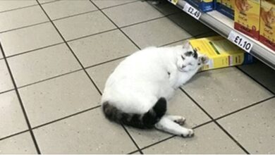 Photo of Un gatto irrompe nel supermercato per rubare del cibo, ma si addormenta sul luogo del delitto