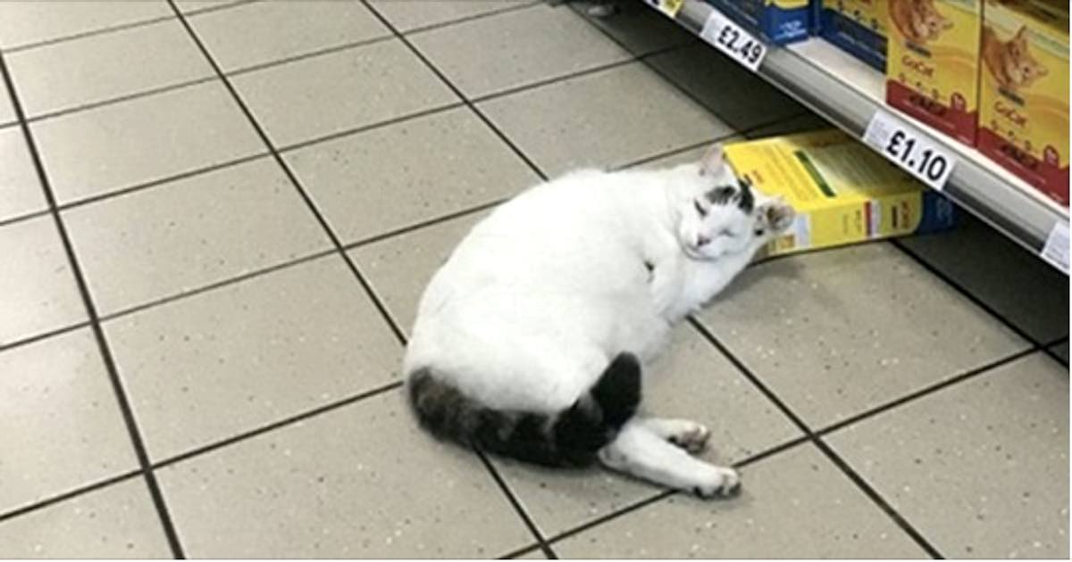 Gatto supermercato per rubare il cibo