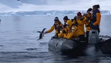 Photo of Un pinguino fugge dalle orche assassine saltando su una barca piena di turisti che applaudono il suo coraggio