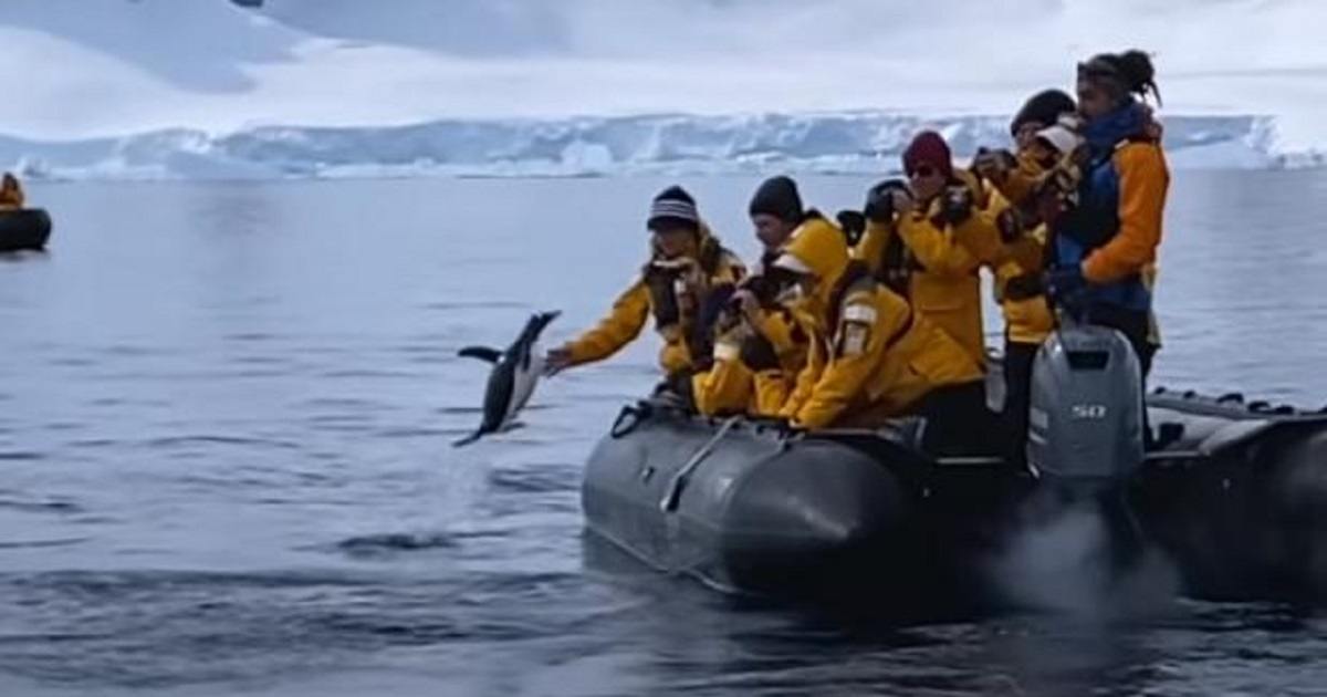 Pinguino fugge dalle orche assassine