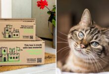 Photo of Le scatole dei pacchi di Amazon diventano casette per i gatti: la bella iniziativa del colosso a favore dell’ambiente