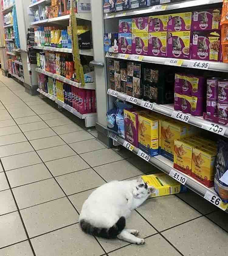 supermercato per rubare il cibo gatto