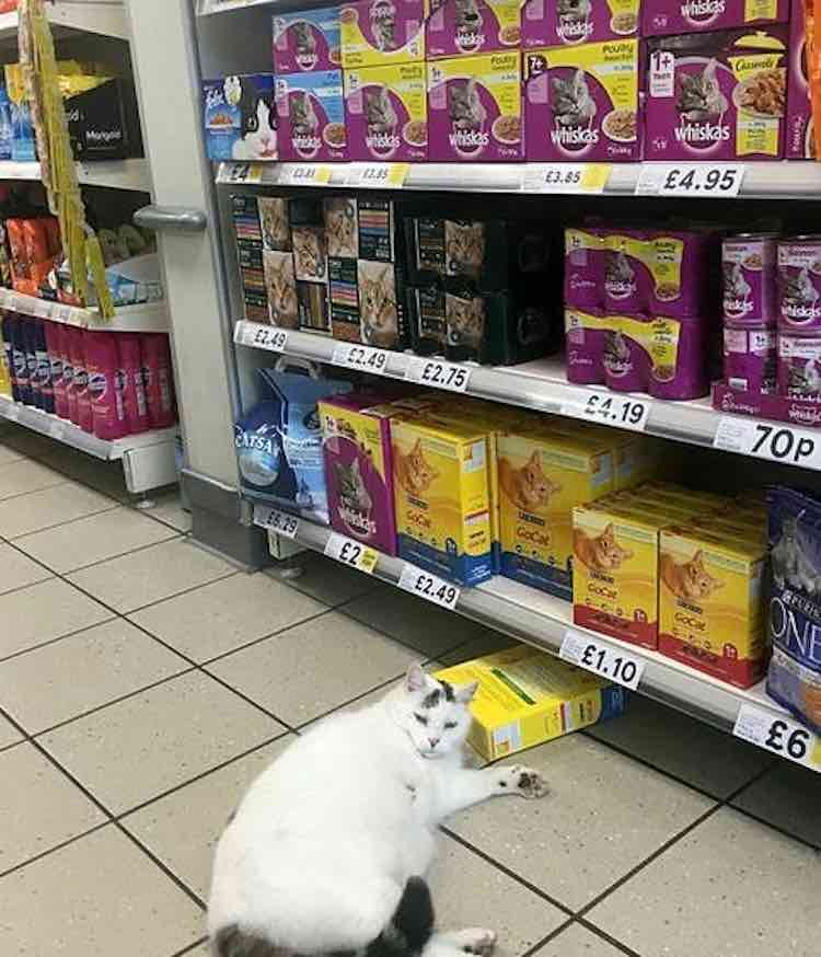 supermercato per rubare il cibo il gatto