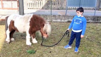 Photo of “Cerco una casa per il mio pony”, l’appello di un bambino di 8 anni che non vuole separarsi dal suo amico a quattro zampe