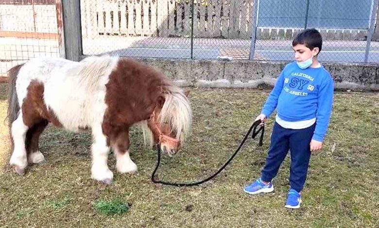 Cerco una casa pony