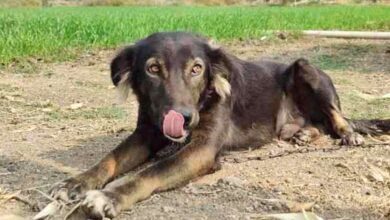 Photo of 50enne deluso dai 5 figli intesta tutti i suoi averi al cane per punirli, scatenando la loro rabbia