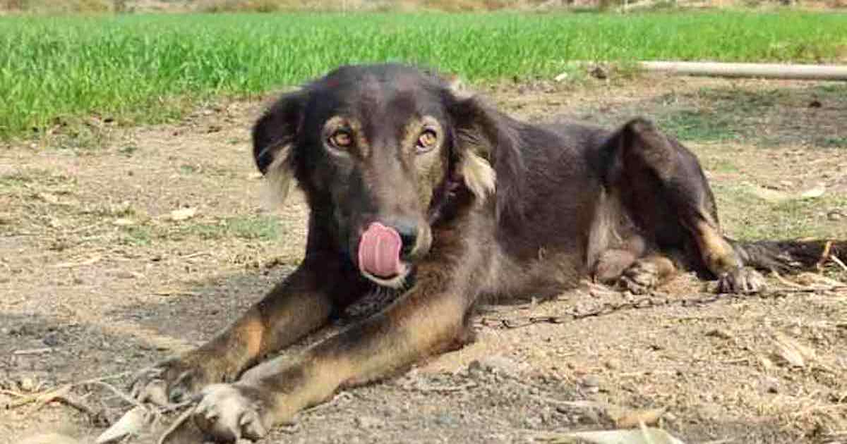 50enne deluso dai 5 figli intesta tutti i suoi averi al cane per punirli