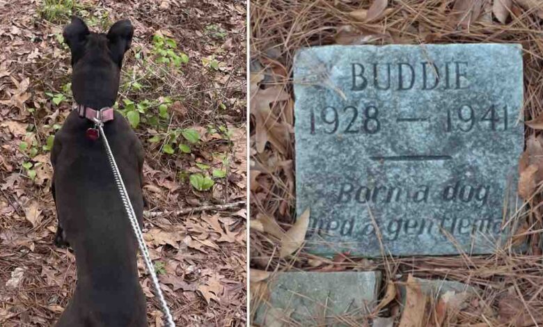 Un ragazzo scopre una tomba di un cane