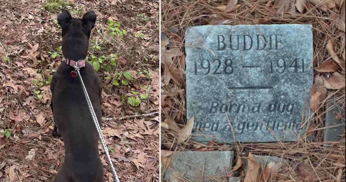 Un ragazzo scopre una tomba di un cane