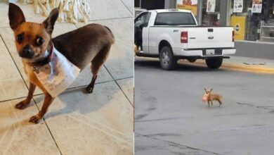 Photo of Un uomo in quarantena manda il suo cane in missione per comprare un sacchetto di snack. Le foto del cucciolo diventano virali