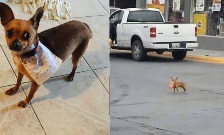 Un uomo in quarantena manda il suo cane