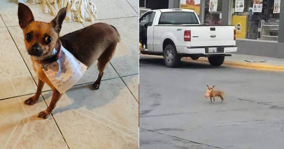 Un uomo in quarantena manda il suo cane