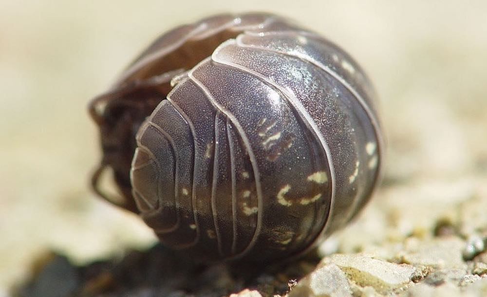 Gli insetti palla rimuovono metalli pesanti dalla terra