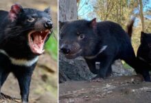 Photo of Il diavolo della Tasmania torna a ripopolare l’Australia: dopo più di 3mila anni sono nati 7 cuccioli del marsupiale a rischio estinzione