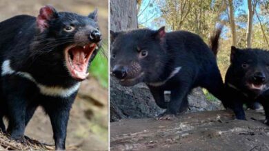 Photo of Il diavolo della Tasmania torna a ripopolare l’Australia: dopo più di 3mila anni sono nati 7 cuccioli del marsupiale a rischio estinzione