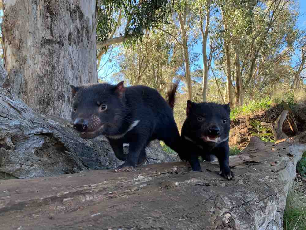 Il diavolo della Tasmania torna ripopolare