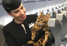 Photo of “Non siamo bagagli, siamo esseri viventi”: la campagna che rivendica il diritto degli animali a viaggiare accanto ai loro padroni in aereo