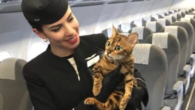 Photo of “Non siamo bagagli, siamo esseri viventi”: la campagna che rivendica il diritto degli animali a viaggiare accanto ai loro padroni in aereo