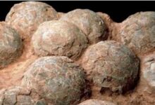 Photo of Trovate le uova di dinosauro più antiche al mondo: risalgono a quasi 70 milioni di anni fa