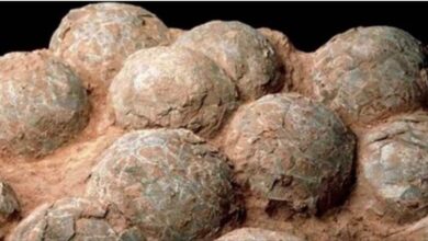 Photo of Trovate le uova di dinosauro più antiche al mondo: risalgono a quasi 70 milioni di anni fa
