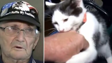 Photo of Un anziano scivola nella doccia e resta steso a terra per 16 ore: il suo gatto gli salva la vita portandogli il cellulare