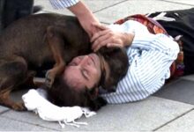 Photo of Un cane randagio interrompe la rappresentazione teatrale per “salvare” un attore che finge di essere ferito. Le immagini che riprendono la scena spopolano in rete