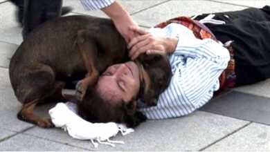 Photo of Un cane randagio interrompe la rappresentazione teatrale per “salvare” un attore che finge di essere ferito. Le immagini che riprendono la scena spopolano in rete