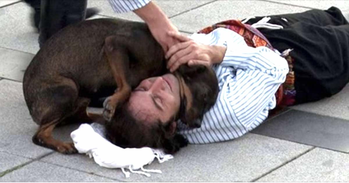 Un cane randagio interrompe rappresentazione teatrale