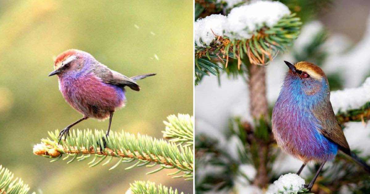 Un uccello dalla bellezza spettacolare co