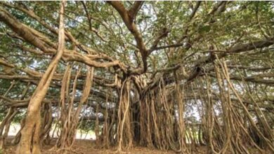 Photo of L’albero più grande del mondo si trova in India e sembra uscito fuori da una fiaba. Le sue immagini hanno conquistato il mondo