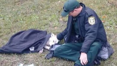 Photo of Un agente protegge il cane ferito con la sua giacca fino all’arrivo dei soccorsi: le immagini che li riprendono commuovono il web