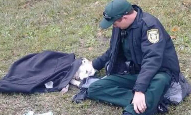 Un agente protegge il cane ferito