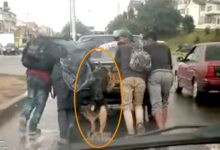 Photo of Un cane aiuta il suo proprietario a spingere l’auto in panne: il video che li riprende mostra un bell’esempio di amicizia e solidarietà tra uomo e animale