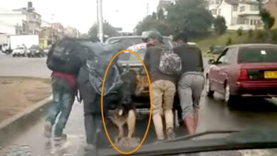 Photo of Un cane aiuta il suo proprietario a spingere l’auto in panne: il video che li riprende mostra un bell’esempio di amicizia e solidarietà tra uomo e animale