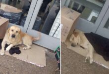 Photo of Un cane aspetta per giorni il padrone morto davanti alla porta dell’ospedale: la storia del fedele Toto commuove il mondo