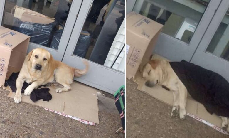 Un cane aspetta il suo padrone davanti alla porta