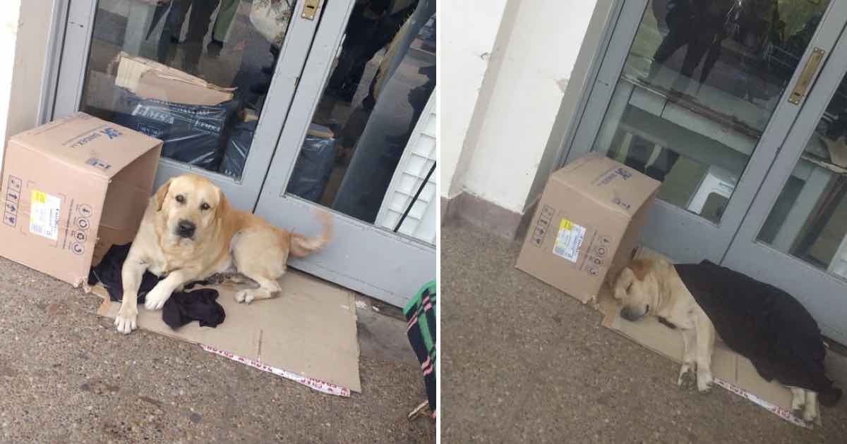 Un cane aspetta il suo padrone davanti alla porta dell ospedale