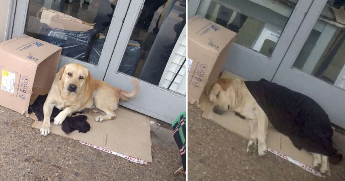 Un cane aspetta il suo padrone davanti alla porta