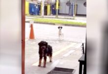 Photo of Un cane randagio porta il suo amico affamato al ristorante dove trova sempre cibo: le immagini dei due cani fanno il giro dei social