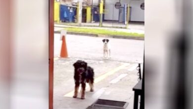 Photo of Un cane randagio porta il suo amico affamato al ristorante dove trova sempre cibo: le immagini dei due cani fanno il giro dei social