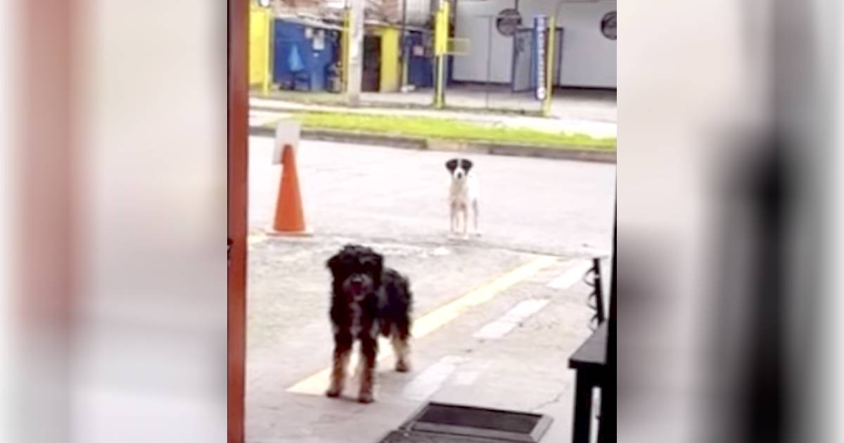 Un cane randagio porta il suo amico affamato