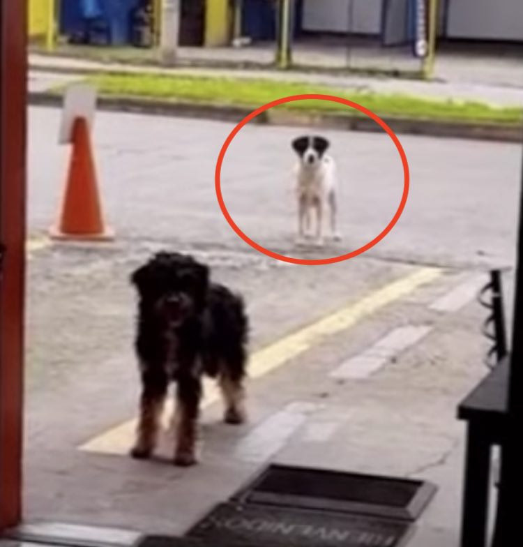 Un cane randagio porta il suo amico affamato 1